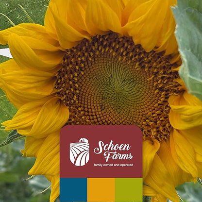 Schoen Farms Striped Sunflower Seeds – Hulled Wild Bird Food – 3 lb Bag – Clean, No-Mess Bird Seed for Finches, Jays & Cardinals
