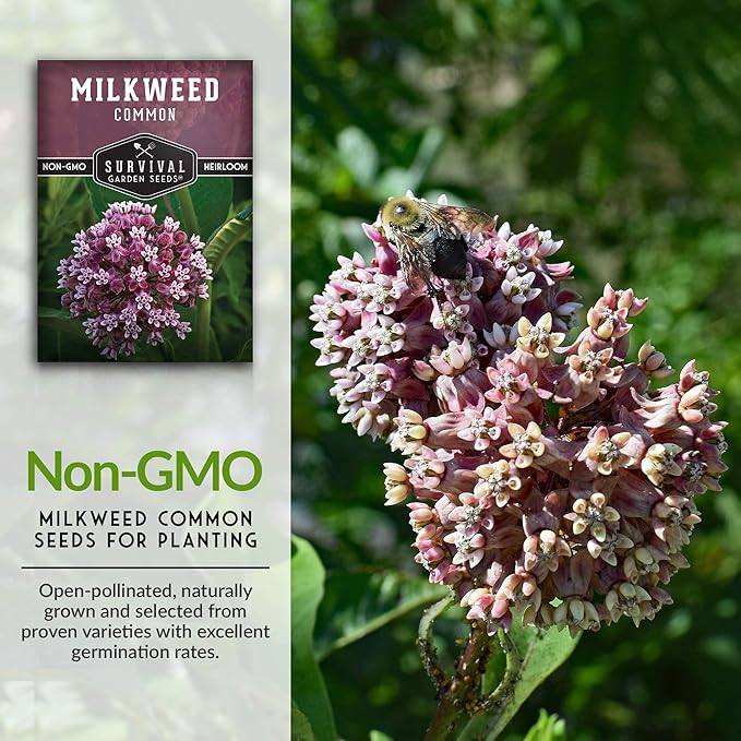 Common Milkweed Seeds for Planting - 2 Packets with Instructions Grow Asclepias Syriaca Wildflowers - Attract Monarch Butterflies & Help Conservation Non-GMO Heirloom Variety - Survival Garden Seeds