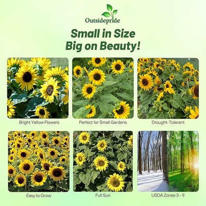 Outsidepride Dwarf Sunspot Sunflower Seeds for Planting - 5 Lbs. Annual, Easy to Grow Flower Seeds w/Vibrant, Abundant Blooms for Cut Flower Arrangements & Pollinator & Vegetable Gardens
