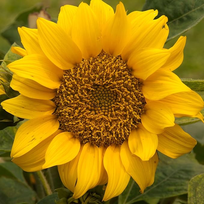 Seed Needs Sunflower Seeds for Planting Dwarf Sunspot Sunflowers - Heirloom & Open Pollinated Annual Cut Flower Seed to Plant 2 Foot Tall Sun Flowers (1 Pack)