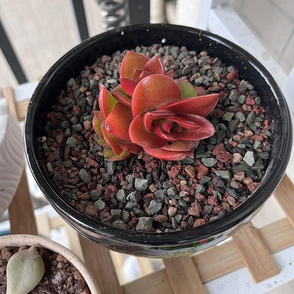 2 lbs Mix Horticultural Succulent Soil,1/4 Inch Pumice Gravel. Decorative Pebbles Lava Rock for Cactus, Bonsai, Orchid, Indoor Plants of Drainage, Ventilation and Root Growth