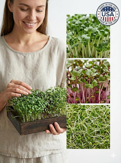 Todd's Seeds Sprouting Seed Mix; Broccoli, Radish, Alfalfa, Non-GMO, Chemical Free, High Germination (1/4 Pound)