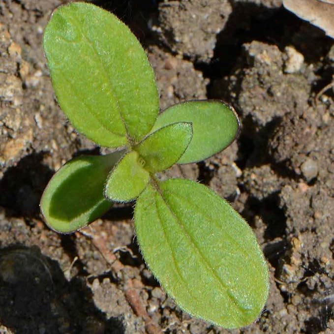 Seed Needs Sunflower Seeds for Planting Dwarf Sunspot Sunflowers - Heirloom & Open Pollinated Annual Cut Flower Seed to Plant 2 Foot Tall Sun Flowers (1 Pack)