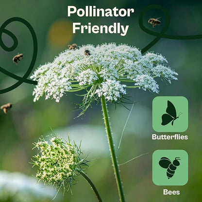 SVI 900 Queen Anne's Lace Seeds for Planting, Bishop's Flower Seed Packets (Ammi majus) - Bullwort, Laceflower, Heirloom & Organic Wildflower, False Annes Lace - Wild Flower Seeds to Plant Outside