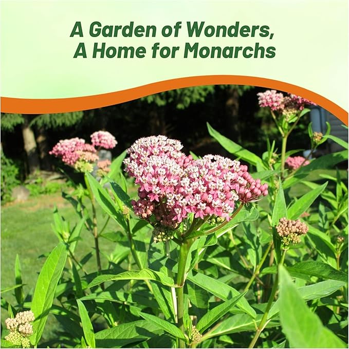 Outsidepride Swamp Milkweed Seeds - 500 Pcs Perennial, Heat & Humid Tolerant, Pollinator-Friendly Wildflower Seeds, Ideal for Monarch Butterflies, Cut Flowers, Borders, or Meadows