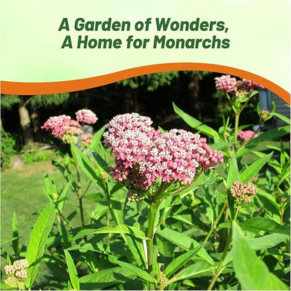 Outsidepride Swamp Milkweed Seeds - 500 Pcs Perennial, Heat & Humid Tolerant, Pollinator-Friendly Wildflower Seeds, Ideal for Monarch Butterflies, Cut Flowers, Borders, or Meadows