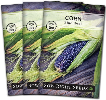 Sow Right Seeds - Blue Hopi Corn Seed for Planting - Non-GMO Heirloom Packet with Instructions to Plant and Grow an Outdoor Home Vegetable Garden - Great for Blue Corn Flour Cooking (3)