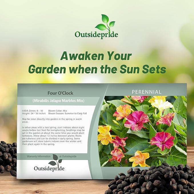 Outsidepride Marbles Mixed Four O'clock Flower Seeds - 200 Pcs Perennial Fragrant, Trumpet-Shaped Blooms, Deer-Proof & Easy to Grow, for Pollinator & Evening Gardens, Containers, Hedges, or Borders