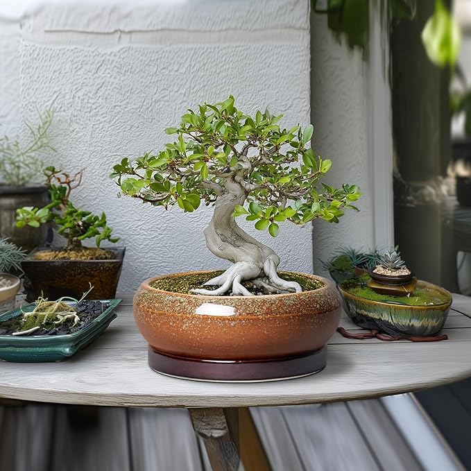 Bonsai Pots - 10 Inch Ceramic Succulent Pots with Drainage Hole and Saucer, Bonsai Planter for Indoor Outdoor, Large Shallow Planter Bowl, Office Decor, Gifts for Plant Lovers, Retro Brown