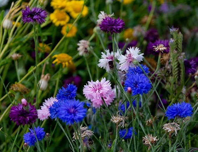 Set of 100 Bachelor’s Button - Double Mixed Annual Flower Seed Packets - Bulk Flower Seeds - Perfect for Creating your Dream Garden! - Includes 50 Packets of Bachelor Button Seeds!