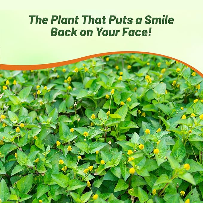 Outsidepride Toothache Plant Seeds - 10000 Pcs. Perennial, Easy to Grow & Pollinator Friendly, Herb Seeds for Planting Ornamental, Pompom-Shaped Yellow Blooms for Culinary Creations & Herb Gardens