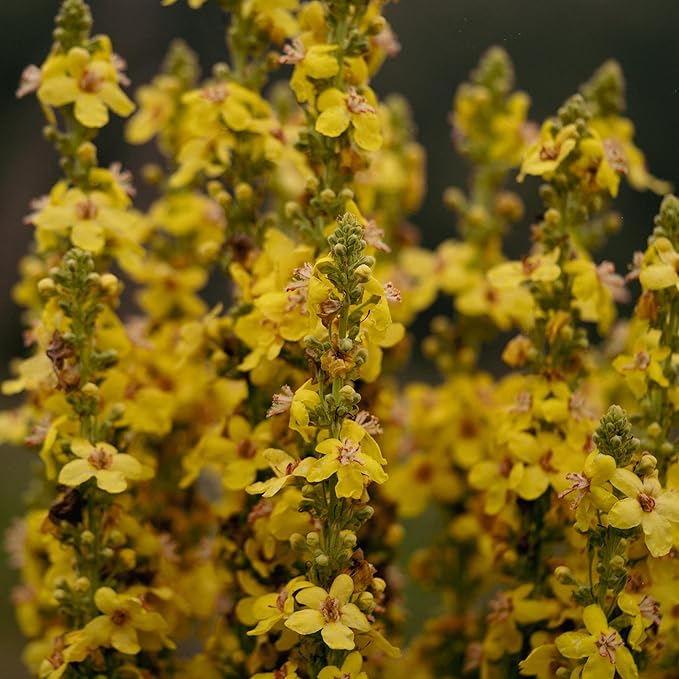 Plant Good Seed Organic Dense Flowered Mullein Seeds - Pack of 250, Heirloom Seeds for Planting Herbs, Flowers - Gardening Supplies, Wildflower, Herb Garden, Flower Seeds to Plant Outside - from USA