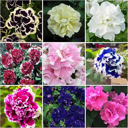 300+ Double Petunia Seeds for Planting Dwarf Wave Petunia Flower Non-GMO Heirloom Seeds for Home Garden
