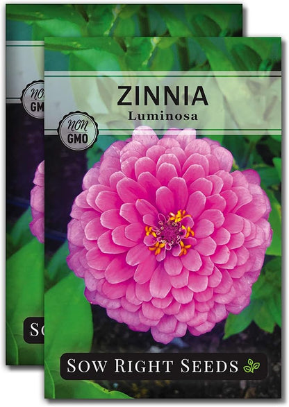 Sow Right Seeds - Luminosa Zinnia Flower Seeds for Planting - Non-GMO Heirloom Packet with Instructions to Grow - Heat & Drought Resistant - Huge Pink Blossoms - Beautiful to Plant in Your Garden (2)