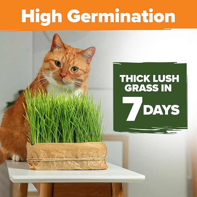 Home Grown 3200+ Indoor Cat Grass Refill – Non-GMO USA Grown Catnip, Oat & Alfalfa Seeds – Cat Grass Kit Replacement – Fast-Growing Pet Grasses for Cats’ Digestion & Hairball Relief