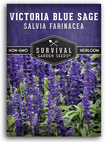 Survival Garden Seeds - Victoria Blue Sage Seed for Planting - 1 Packet with Instructions to Plant and Grow Mealycup Sage or Salvia Farinacea in Your Home Vegetable Garden - Non-GMO Heirloom Variety