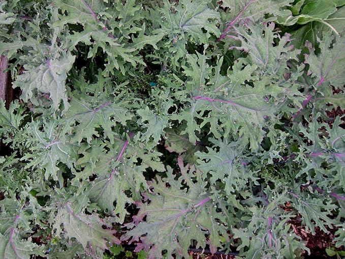 Bulk Organic Red Russian Kale Seeds (5 Lbs)