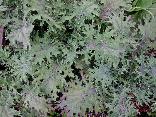 Bulk Organic Red Russian Kale Seeds (10 Lbs)