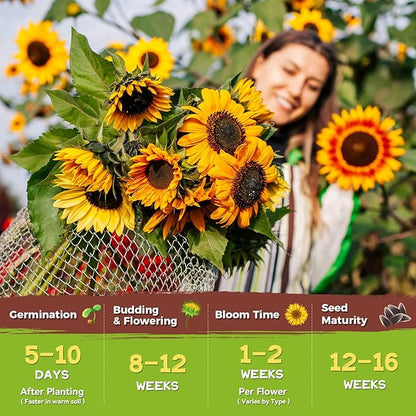 Sunflower Seeds for Planting | Giant Mammoth Sunflower Bulk Packet 3000+ Heirloom Seeds | High Germination, Open Pollinated Sunflower Seeds to Plant for Home Garden, Outdoors & Attracts Pollinators