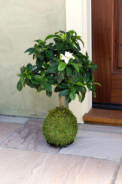 SuperMoss (29348) Kokedama Planter, 6", Fresh Green