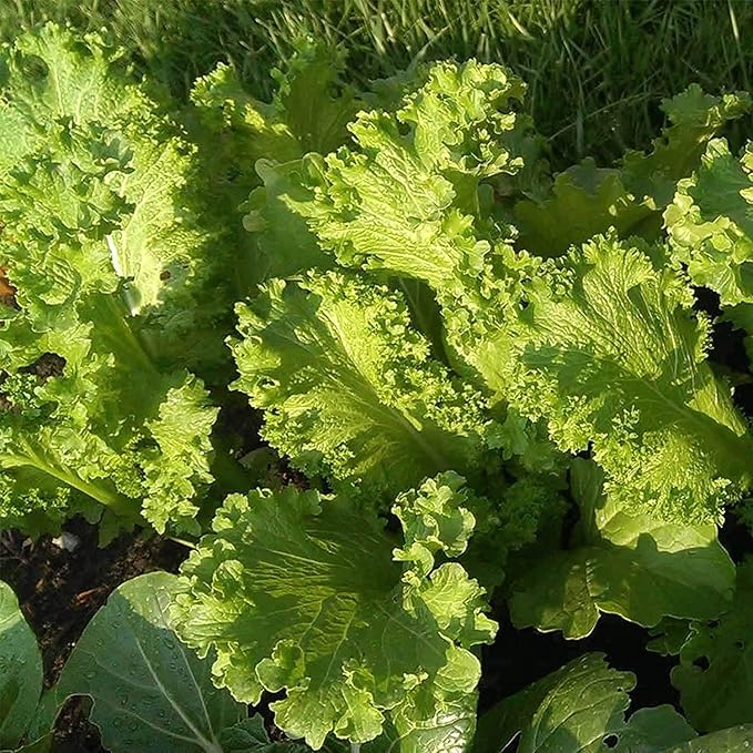 Southern Giant Curled Mustard Seeds: 25 Lbs Bulk - Non-GMO Seeds for Herb Gardening, Growing Microgreens, Vegetable Garden