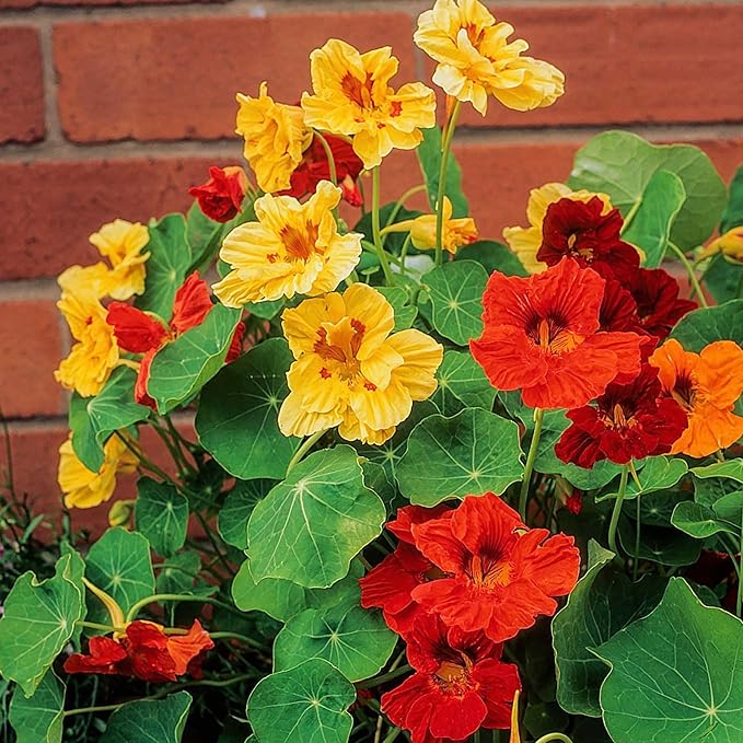 Seed Needs Nasturtium Seeds Jewel Mix Multicolored Edible Flowers | 1.5 Ounce 350+ Seeds Tropaeolum Nanum Annual Flower Seed Mix | Bulk Jewel Nasturtiums for The Garden