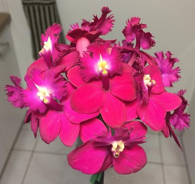 MSU Orchid Fertilizer 13-3-15 Reverse Osmosis, Rain, Tap (City) Water Formula 2 Pounds