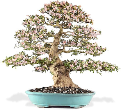 GARDENERA Premium Bonsai Soil All Purpose Fast Draining Mix - 4 Quart - Pumice, Lava, Calcined Clay and Pine Bark Potting Pre Mixed Bonsai Plant Soil Mixture - Made in USA