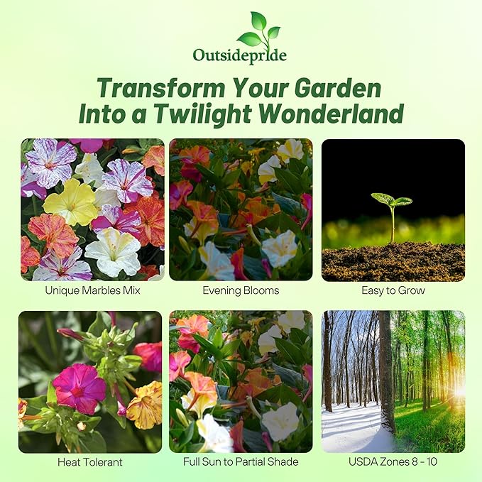 Outsidepride Marbles Mixed Four O'clock Flower Seeds - 100 Pcs Perennial Fragrant, Trumpet-Shaped Blooms, Deer-Proof & Easy to Grow, for Pollinator & Evening Gardens, Containers, Hedges, or Borders