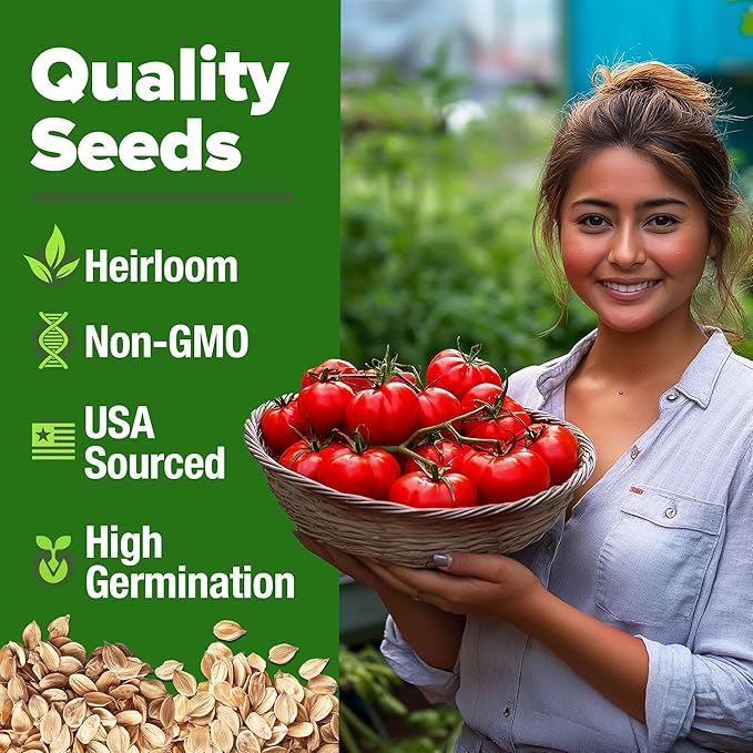 HOME GROWN Beefsteak Tomato Seed Pack - 300 Heirloom Tomato Seeds for Planting Outdoors High-Yield Non-GMO Vegetable Seeds for Growing Large, Meaty Tomatoes for Summer Dishes (Solanum lycopersicum)
