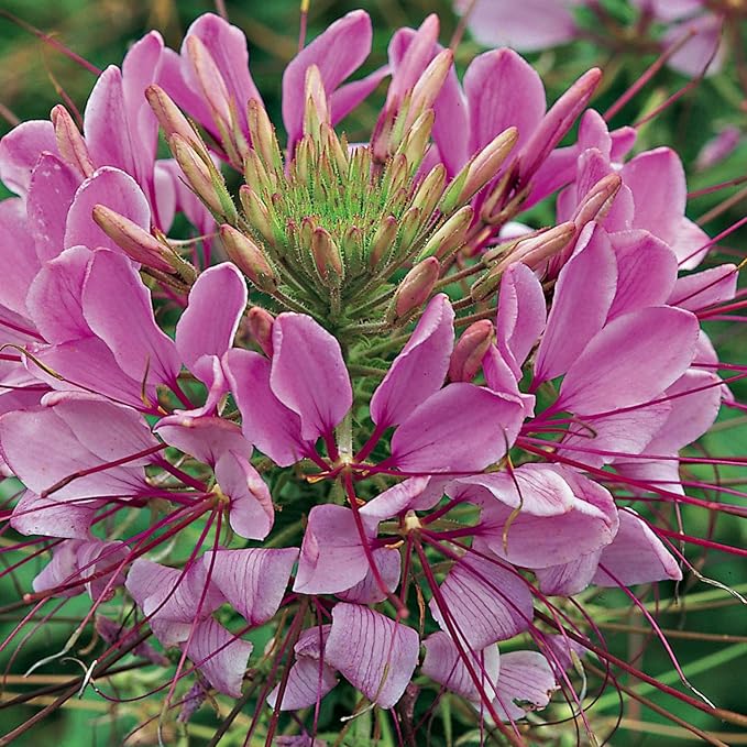 Outsidepride Violet Cleome Seeds - 1000 Pcs Annual Flower Seeds with Large, Airy, Spidery Blooms, Drought Tolerant Spider Plant for Xeriscaping, Flower Bed, Border, Pollinator, & Cut Flower Garden