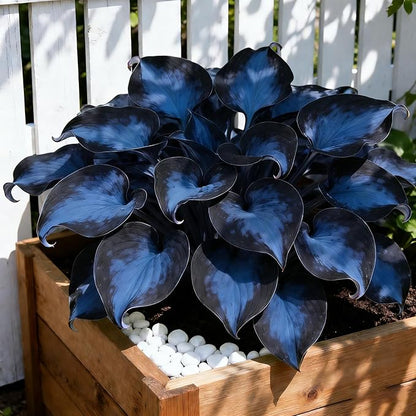 Hosta Seeds for Planting, 110+ Mixed Color Perennial Hosta Seed, Heirloom Non-GMO Hosta Seeds for Bonsai Decoration, Home Garden