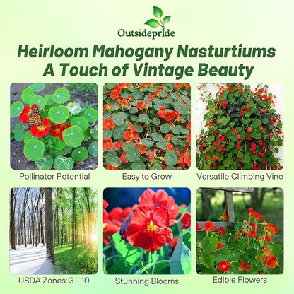 Outsidepride Double Gleam Mahogany Nasturtium Seeds - 400 Pcs Annual, Easy to Grow & Versatile, Flower Seeds for Planting Vibrant Blooms, Ideal for Gardens, Borders, and Pollinator Gardens