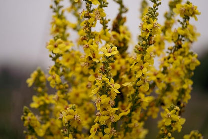 Plant Good Seed Organic Dense Flowered Mullein Seeds - Pack of 250, Heirloom Seeds for Planting Herbs, Flowers - Gardening Supplies, Wildflower, Herb Garden, Flower Seeds to Plant Outside - from USA