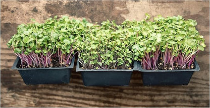 Heirloom Sprouting & Microgreen Seed Variety Pack | Contains Waltham 29 Broccoli Sprouting Seeds, Rainbow Radish Sprouting Seeds Mix & Superfood Microgreen Mix | Non-GMO | Rainbow Heirloom Seed Co.
