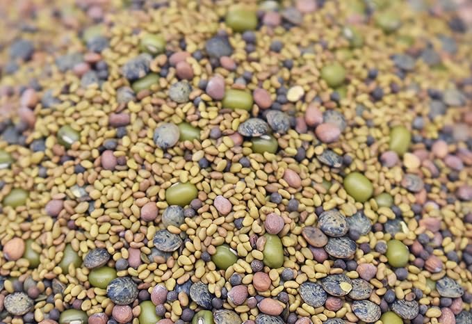 1 lb Salad Style Bean Sprout Starter Seeds - 46 Servings per Bag! - Non-GMO Organic - Sprouting Mix - Includes Alfalfa, Broccoli, Radish, Mung, and Green Lentil
