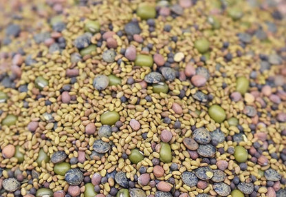 1/2 lb Salad Style Bean Sprout Starter Seeds - 23 Servings per Bag! - Non-GMO Organic - Sprouting Mix - Includes Alfalfa, Broccoli, Radish, Mung, and Green Lentil