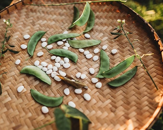 Henderson Bush Lima Bean - 50 Seeds - Heirloom White Butterbean Variety, USA-Grown, Non-GMO Baby Lima Bean Seeds for Planting Outdoors in The Home Garden, Thresh Seed Company