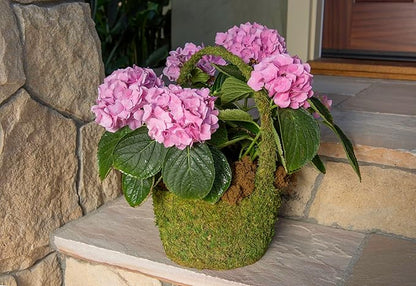 SuperMoss (55591) Vista Deco Moss Basket – Decorative Planter with Liner for Indoor & Outdoor Floral Arrangements – Ideal for Succulents, Orchids & Gifts, Small 4.5″ x 5.5″ x 8″, Fresh Green