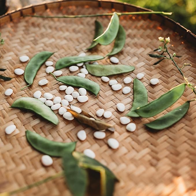 Henderson Bush Lima Bean - 50 Seeds - Heirloom White Butterbean Variety, USA-Grown, Non-GMO Baby Lima Bean Seeds for Planting Outdoors in The Home Garden, Thresh Seed Company
