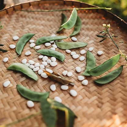 Henderson Bush Lima Bean - 50 Seeds - Heirloom White Butterbean Variety, USA-Grown, Non-GMO Baby Lima Bean Seeds for Planting Outdoors in The Home Garden, Thresh Seed Company