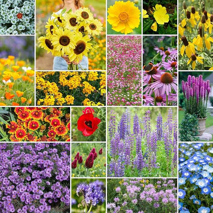 Eden Brothers South Carolina Wildflower Mixed Seeds for Planting, 1/4 lb, 120,000+ Seeds with WallFlower, Primrose | Attracts Pollinators, Plant in Spring or Fall, Zones