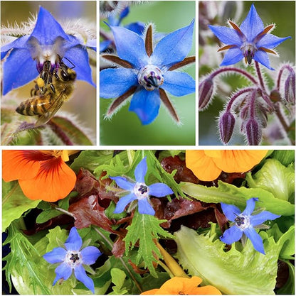 Seed Needs Blue Borage Seeds for Planting Herb Seed | 2,000+ Heirloom Seeds Non GMO Untreated | 1.5 Ounce Bulk Pouch Borage Flower Seed | Blue Edible Star Flowers Attracts Pollinators