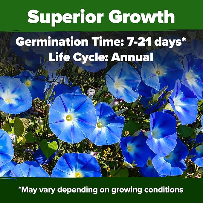 HOME GROWN Heavenly Blue Morning Glory - 150 Heirloom Seeds for Planting, Ideal for a Flower Garden That Attracts Pollinators and Birds (Ipomoea Tricolor)