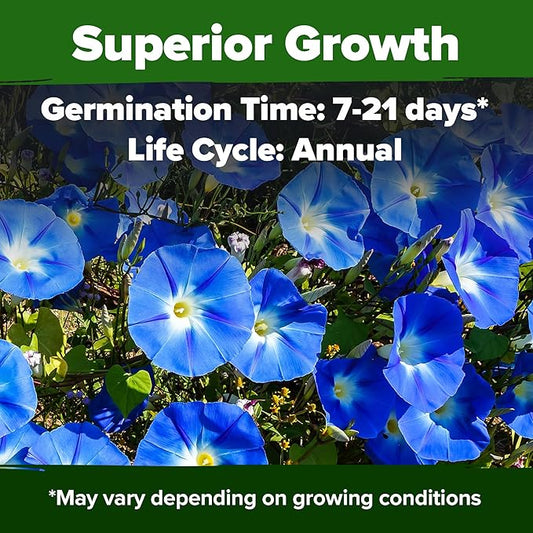 HOME GROWN Heavenly Blue Morning Glory - 150 Heirloom Seeds for Planting, Ideal for a Flower Garden That Attracts Pollinators and Birds (Ipomoea Tricolor)