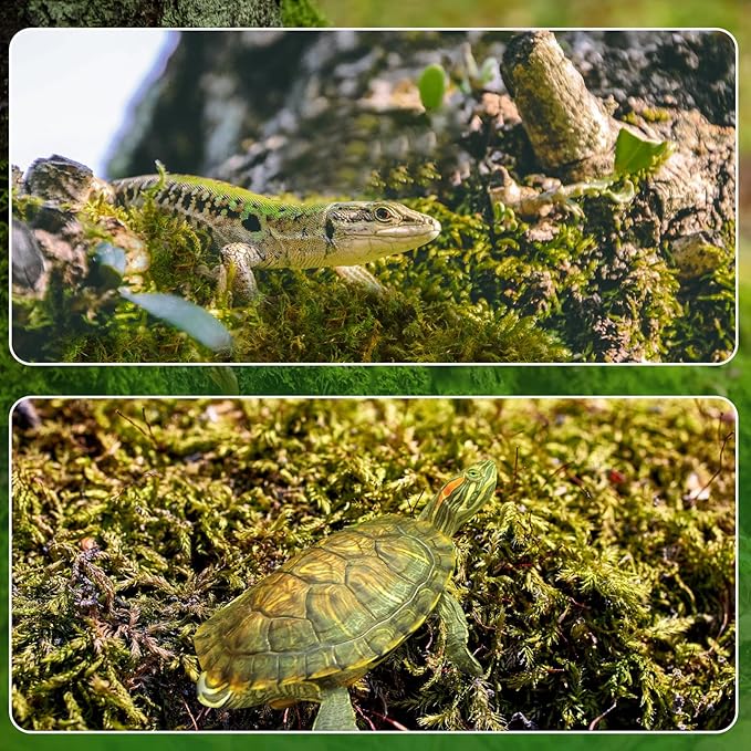 Dried Forest Moss for Plants (15 qt / 3 pcs), Sphagnum Potting Moss for Various Plants, Including Orchids, Carnivorous Plants, Succulents, Garden Flowers, and Reptiles