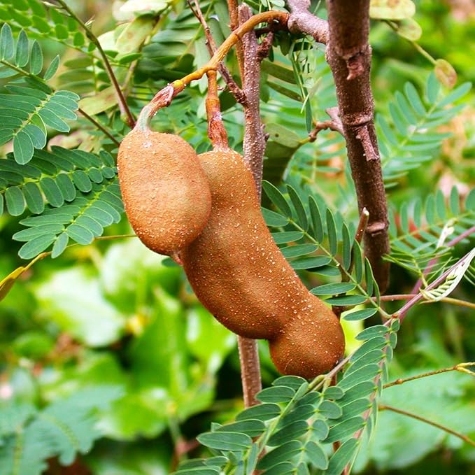 TomorrowSeeds - Tamarind Tree Seeds - 5+ Count - for 2026 Planting Tamarindus Indica Tamarindo Indian Date Imli Assam Asam Java Sweet Sour Pulp Tropical Fruit Trees Perennial Grow Your Own Home Farm