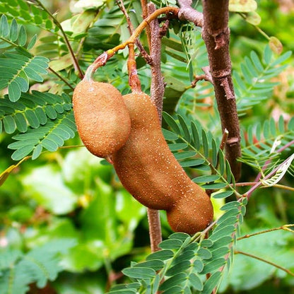 TomorrowSeeds - Tamarind Tree Seeds - 5+ Count - for 2026 Planting Tamarindus Indica Tamarindo Indian Date Imli Assam Asam Java Sweet Sour Pulp Tropical Fruit Trees Perennial Grow Your Own Home Farm