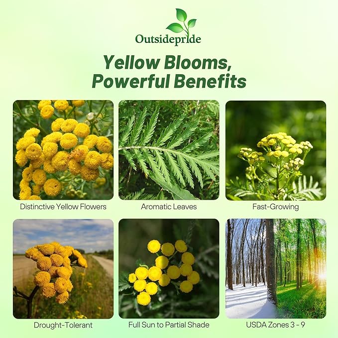 Outsidepride Tansy Seeds - 10000 Pcs. Perennial, Easy to Grow & Low Maintenance, Herb Seeds for Planting Aromatic & Vibrant Yellow Button-Like Blooms, Great for Versatile Uses & Pollinator Gardens