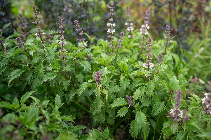 Plant Good Seed Organic Mrihani Basil Seeds for Planting, Culinary Herb, Green Purple Leaves - 250 Seed Packet